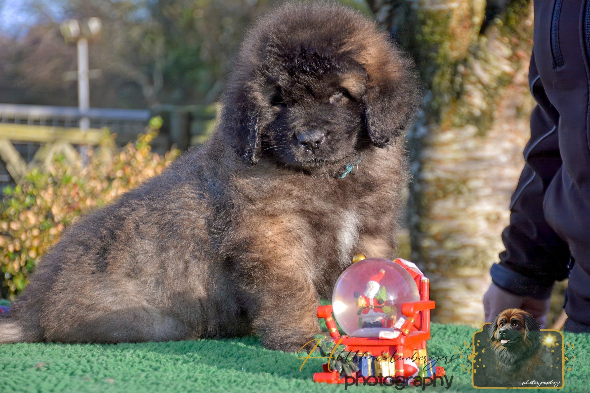Fluffy brown puppy lying on grass beside a red toy snow globe, with a person’s leg at right.