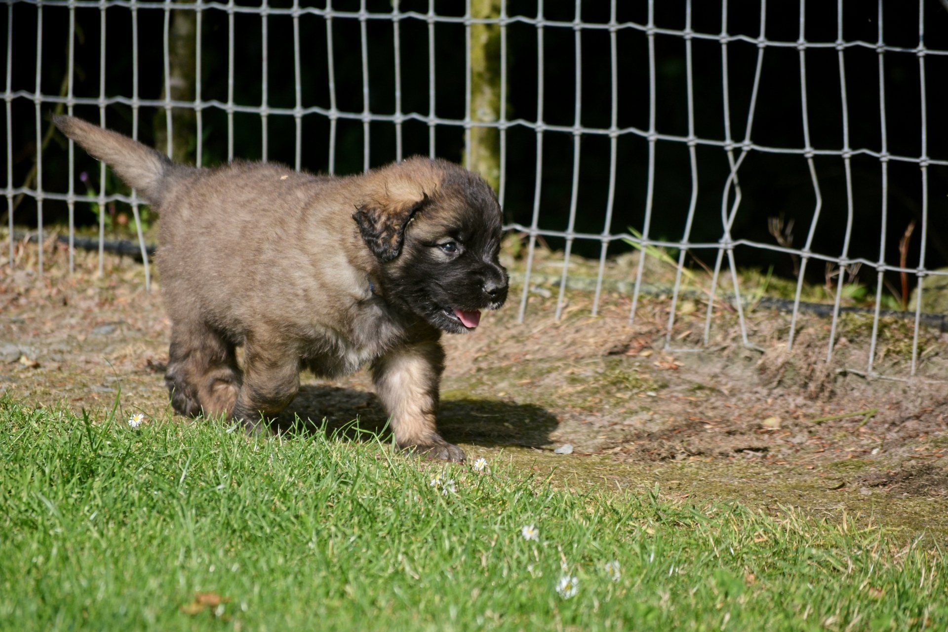 Hillhavenleonbergers leonbergers