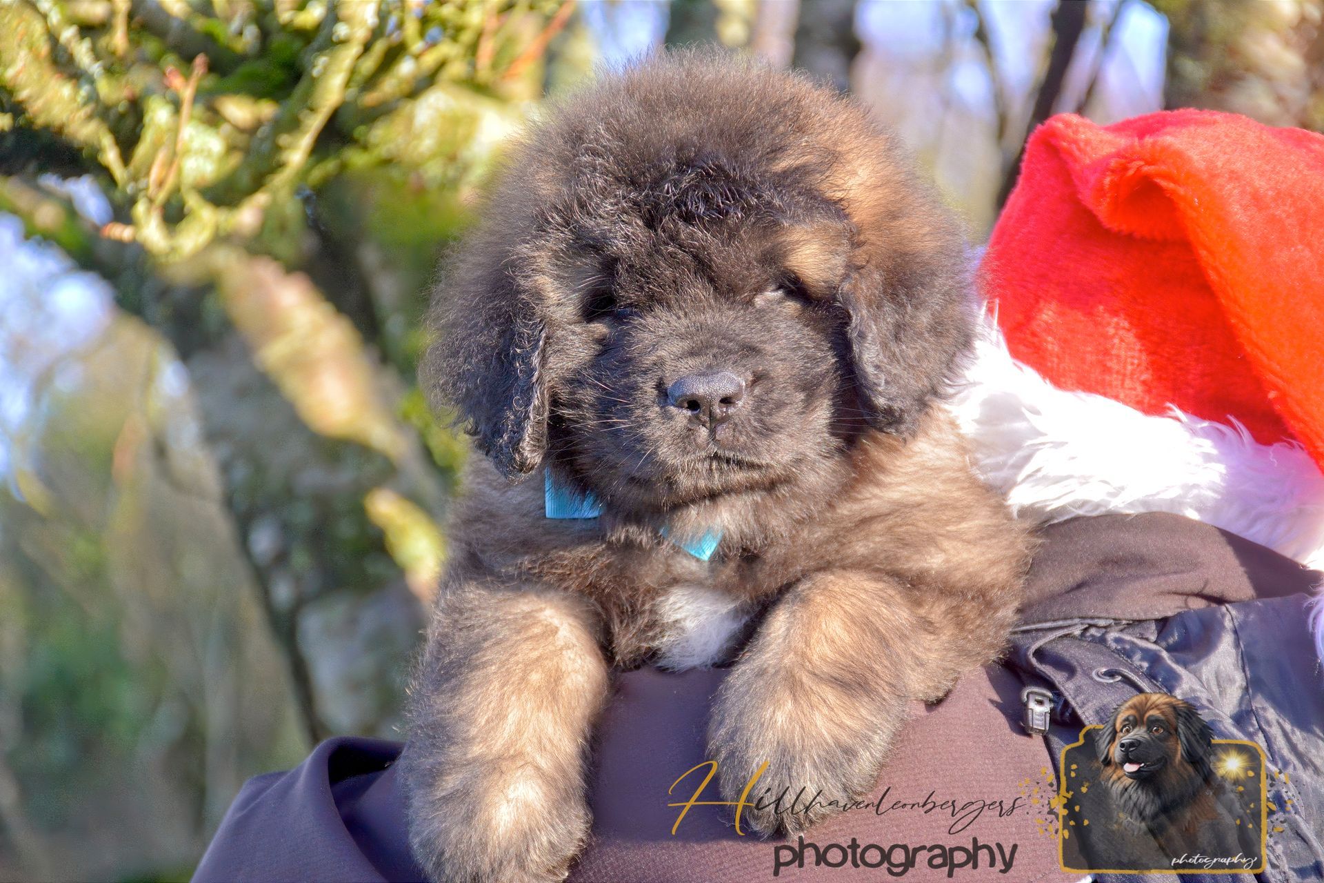Small fluffy puppy being held outdoors, with a red Santa hat nearby.