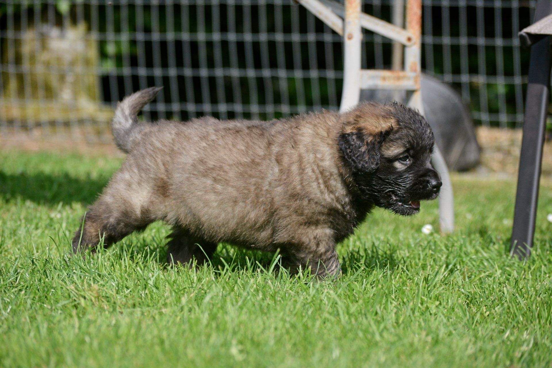 Hillhavenleonbergers leonbergers