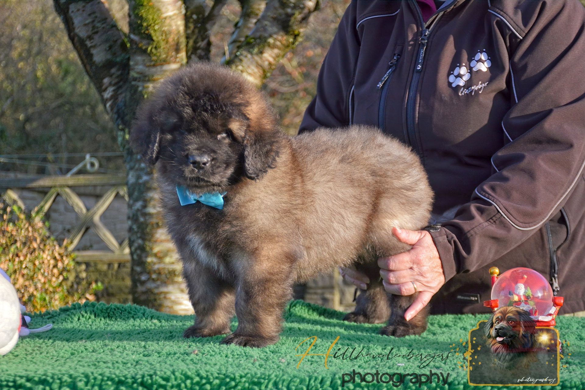 Small fluffy brown dog standing on a green table, held by a person outdoors, wearing a blue bow tie.