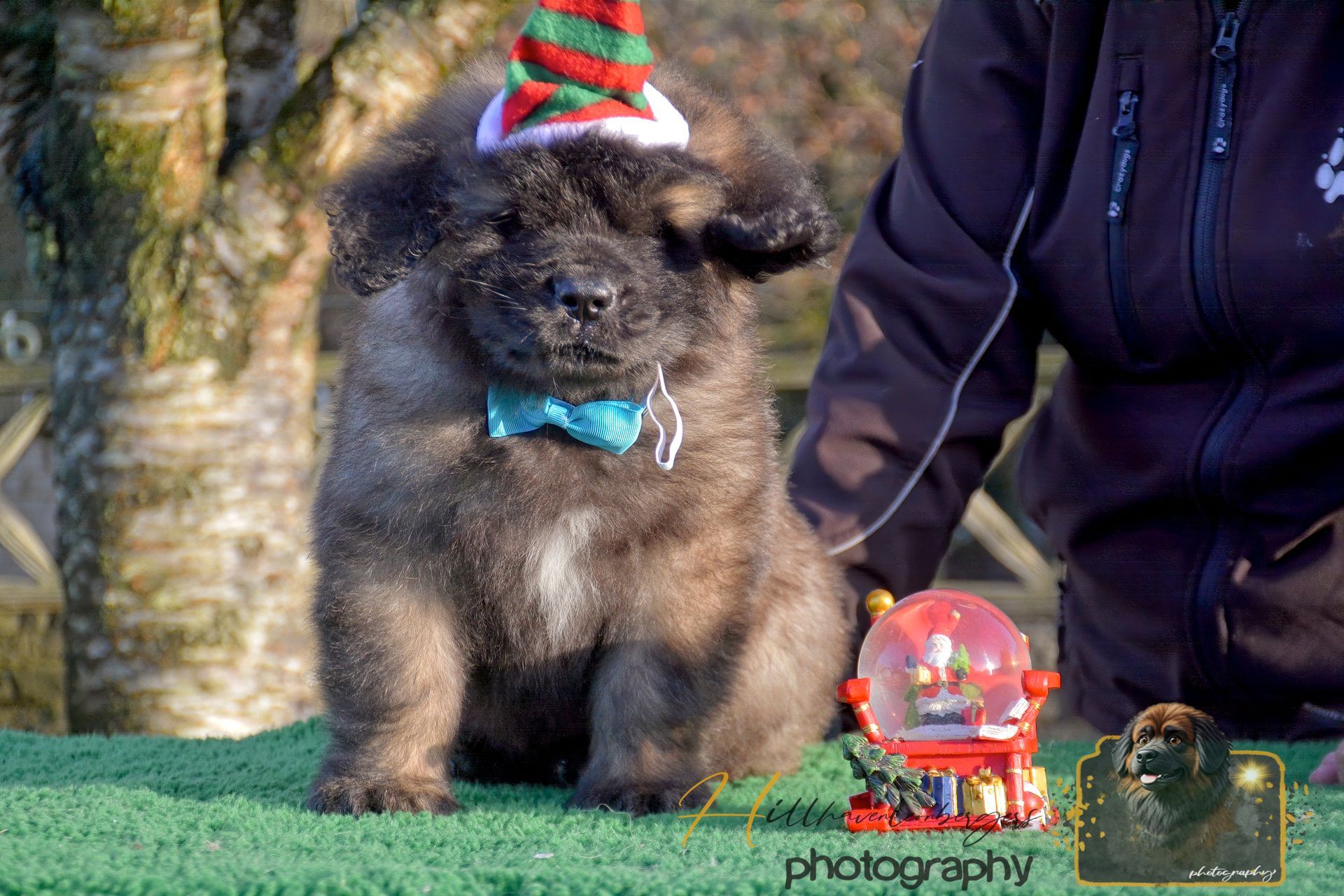 Fluffy dog in a red-and-green Santa hat beside a person in a black jacket, near a toy on grass