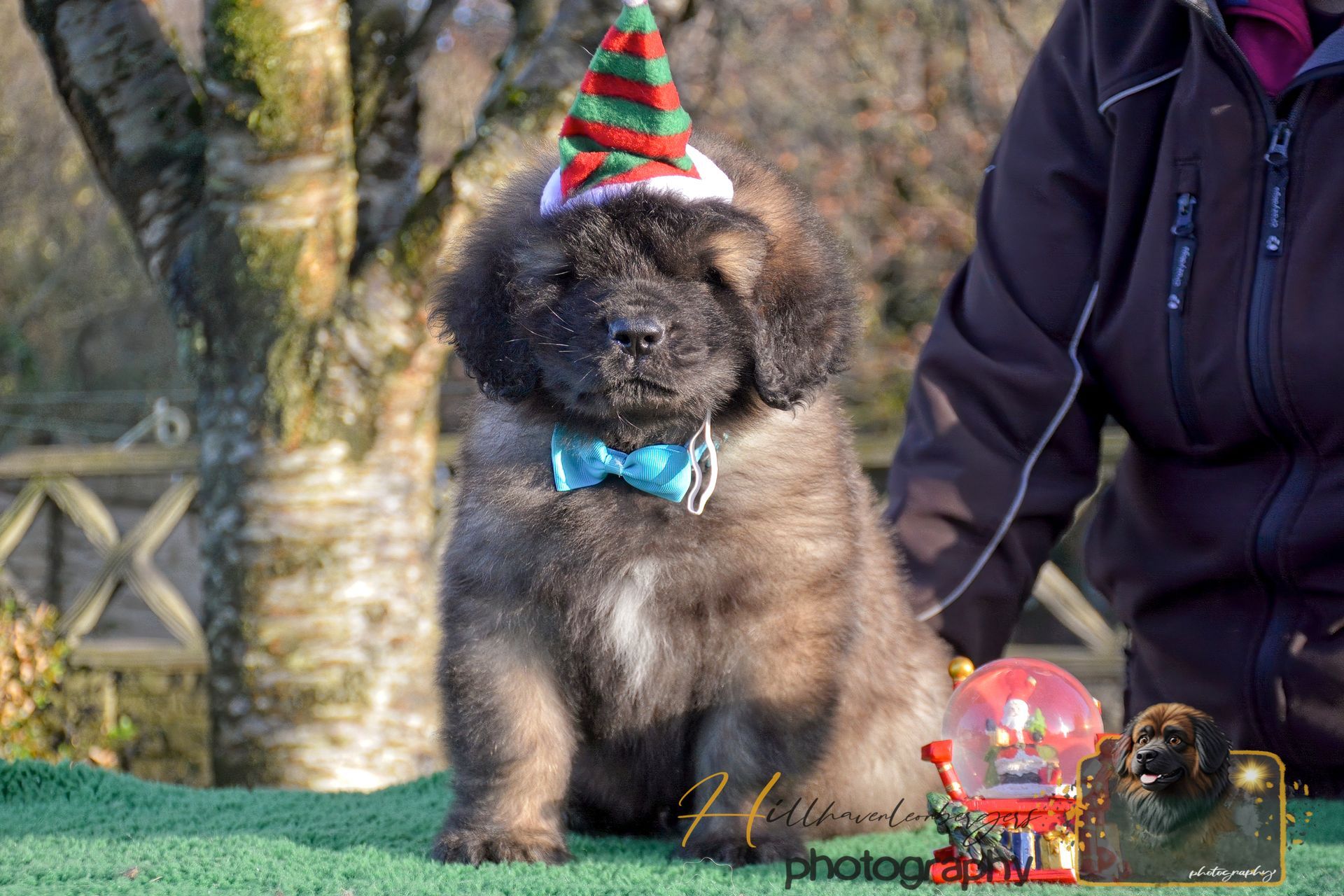 Small fluffy dog in a striped party hat and blue bow tie sitting outdoors on a green surface