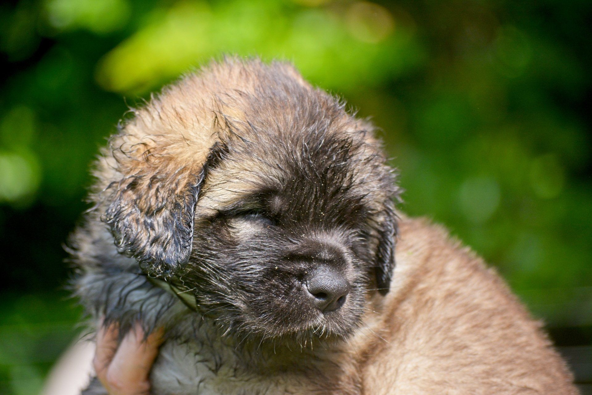 Hillhavenleonbergers leonbergers