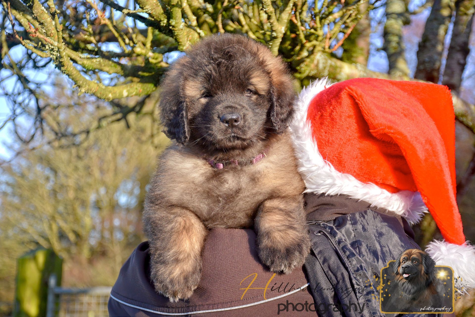 Tiny brown puppy wearing a red Santa hat, held outdoors against a blurred tree background