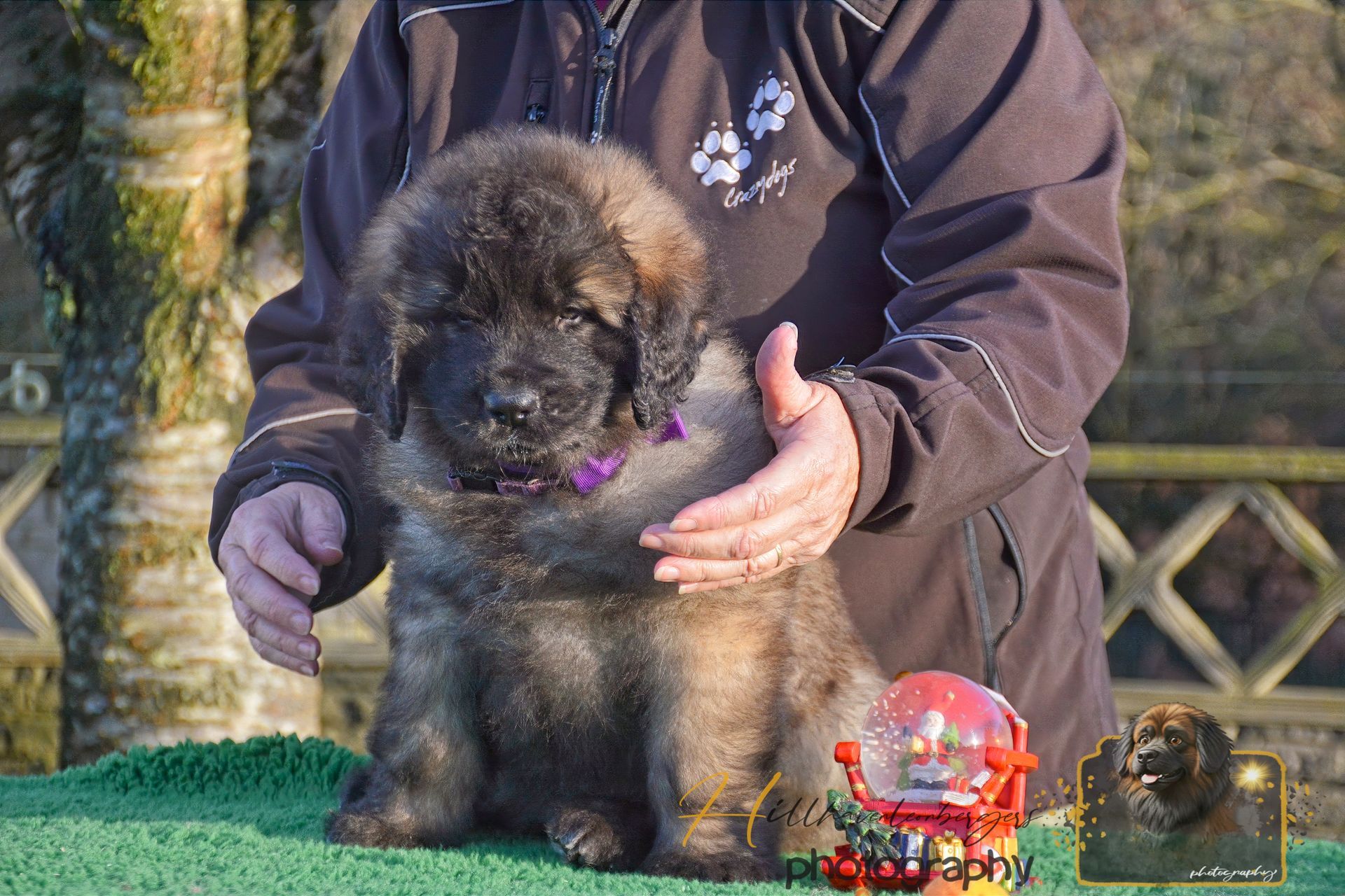 Small black puppy sitting on a person’s lap outdoors, with a red toy nearby.