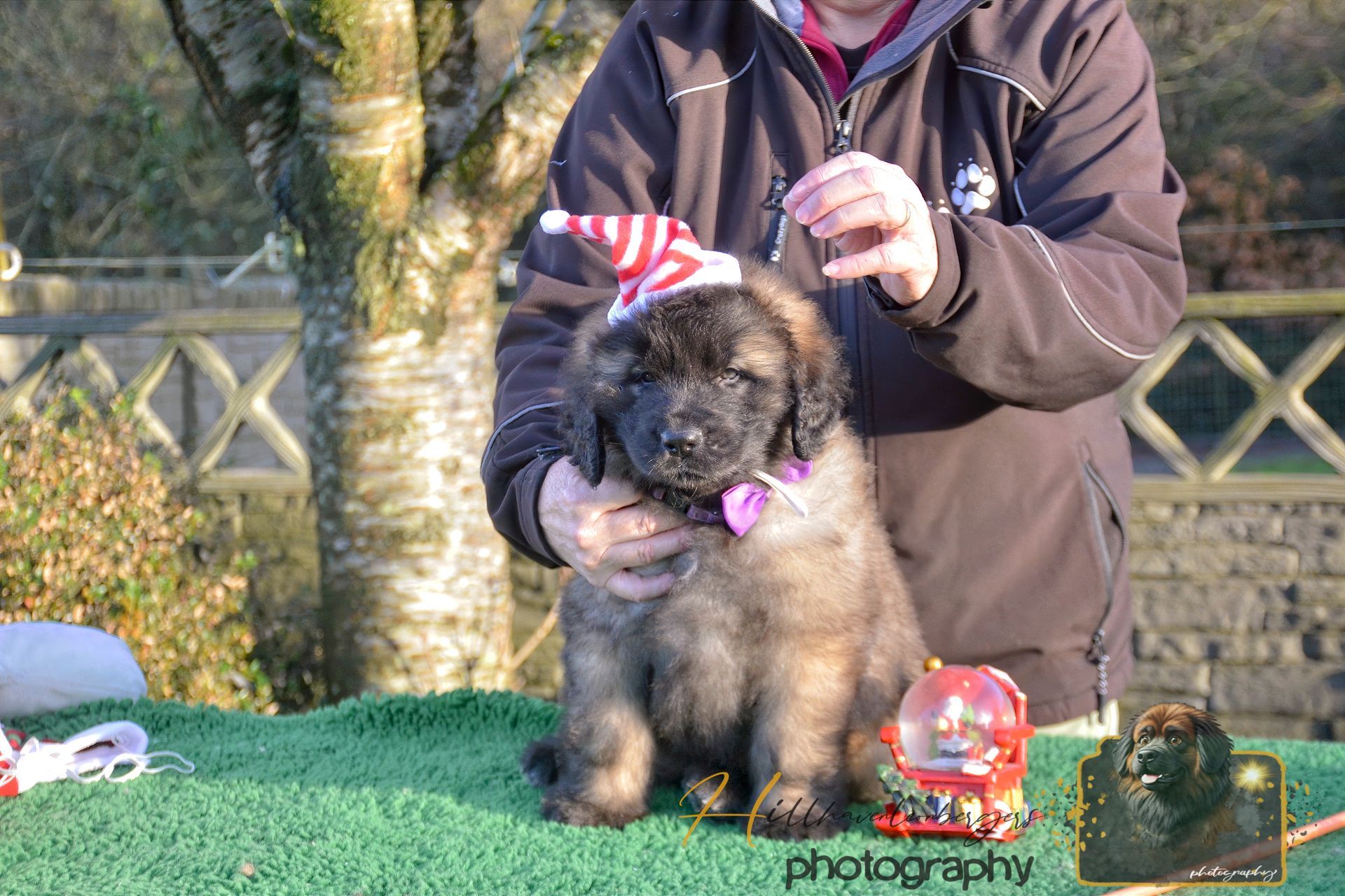 Small fluffy dog wearing a striped party hat, sitting on a green table outdoors while being held.