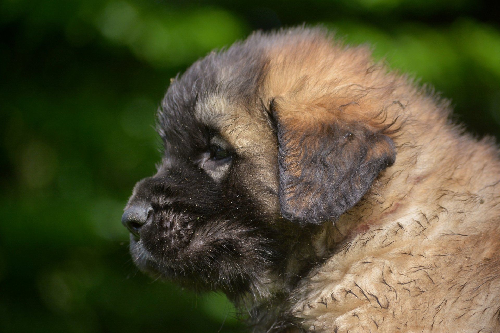 Hillhavenleonbergers leonbergers