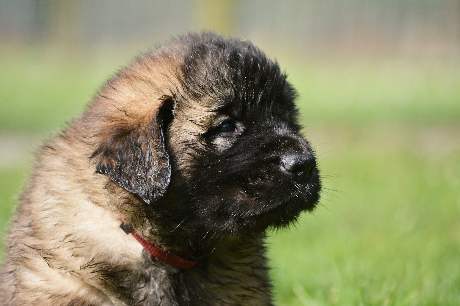 Hillhavenleonbergers leonbergers