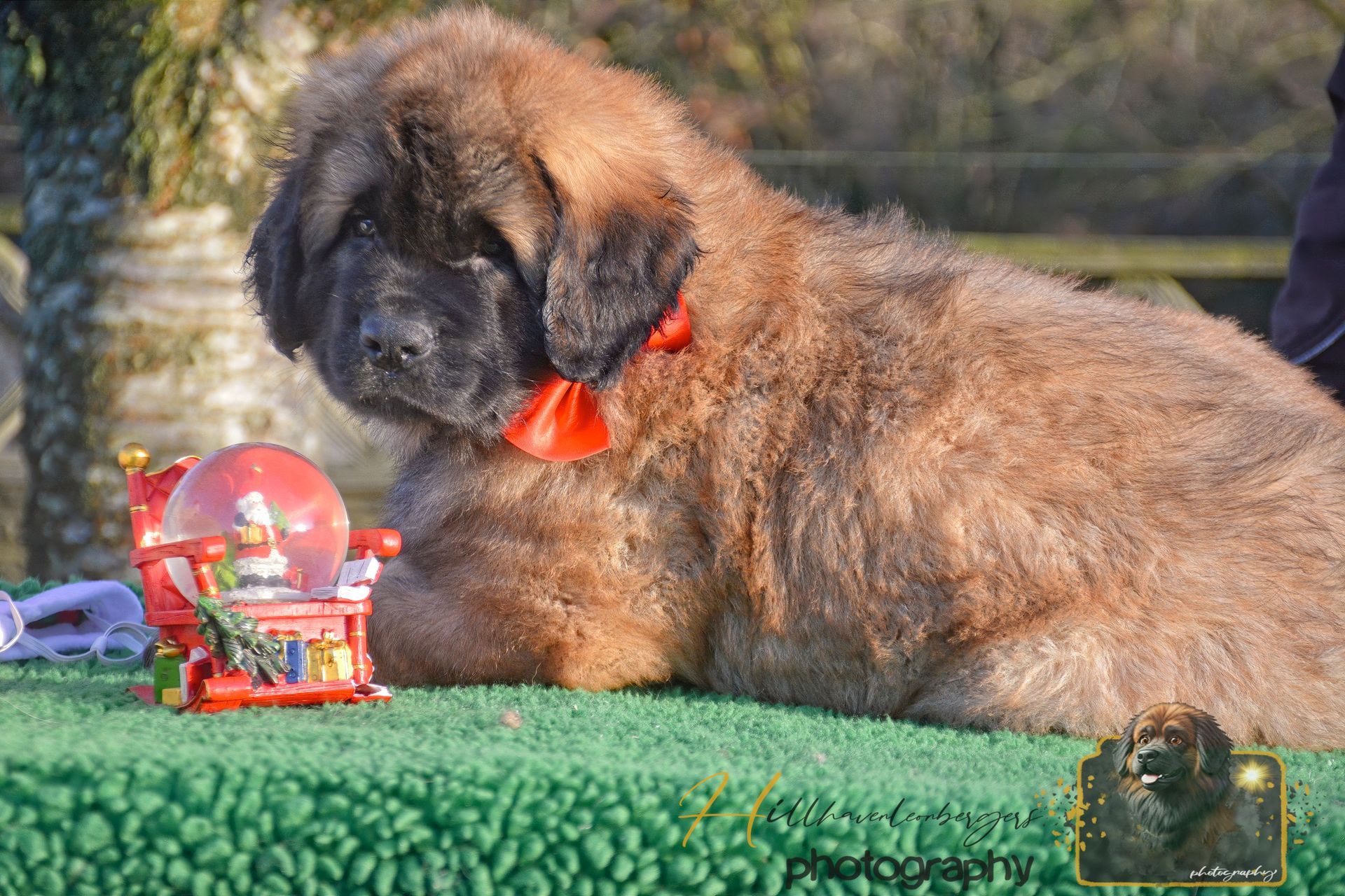 Fluffy brown puppy with a red bow lying on green turf beside a small red toy