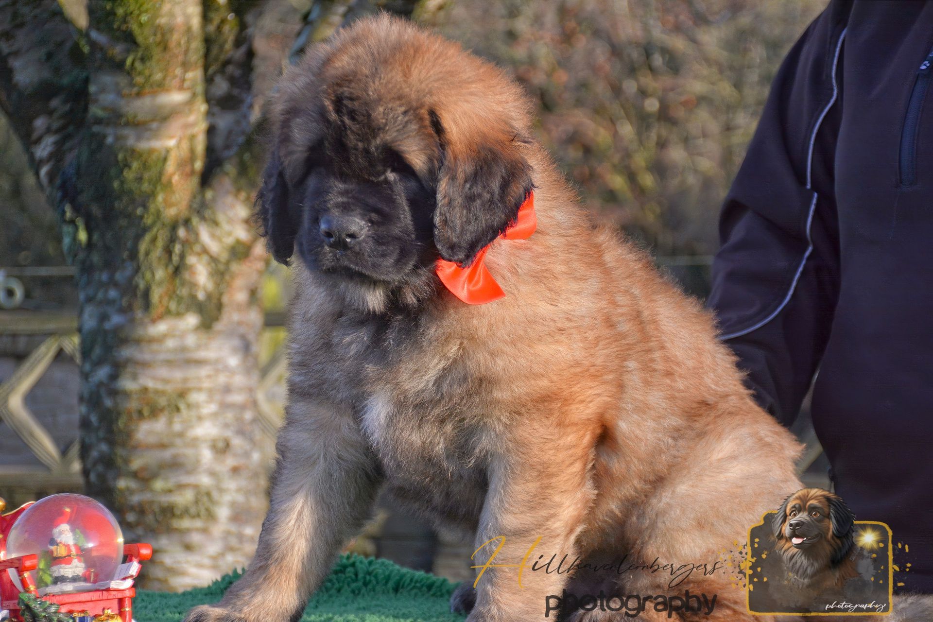 Brown puppy with red ribbon sitting on green grass beside a person outdoors