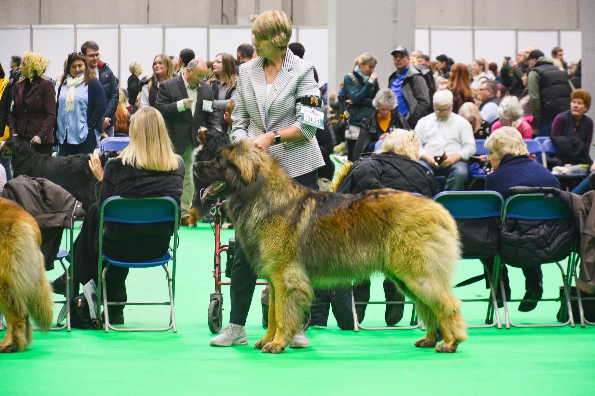 Turbo Handled by our fantastic friend and handler Sally Robertson ? was 4th in a big post Graduate class