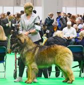 Large shaggy dog standing at a dog show ring, with handler and seated spectators in the background