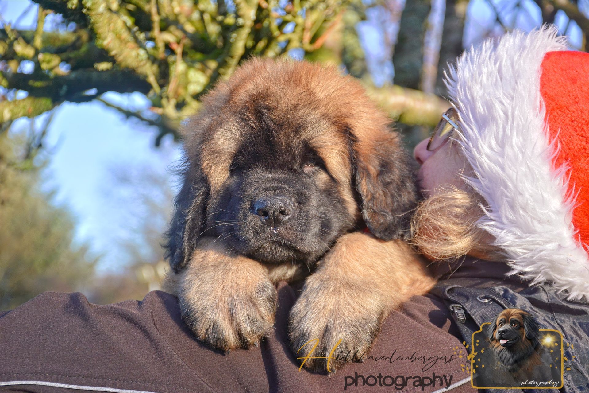 Small fluffy puppy resting on a person’s shoulder outdoors, beside a red-and-white Santa hat.