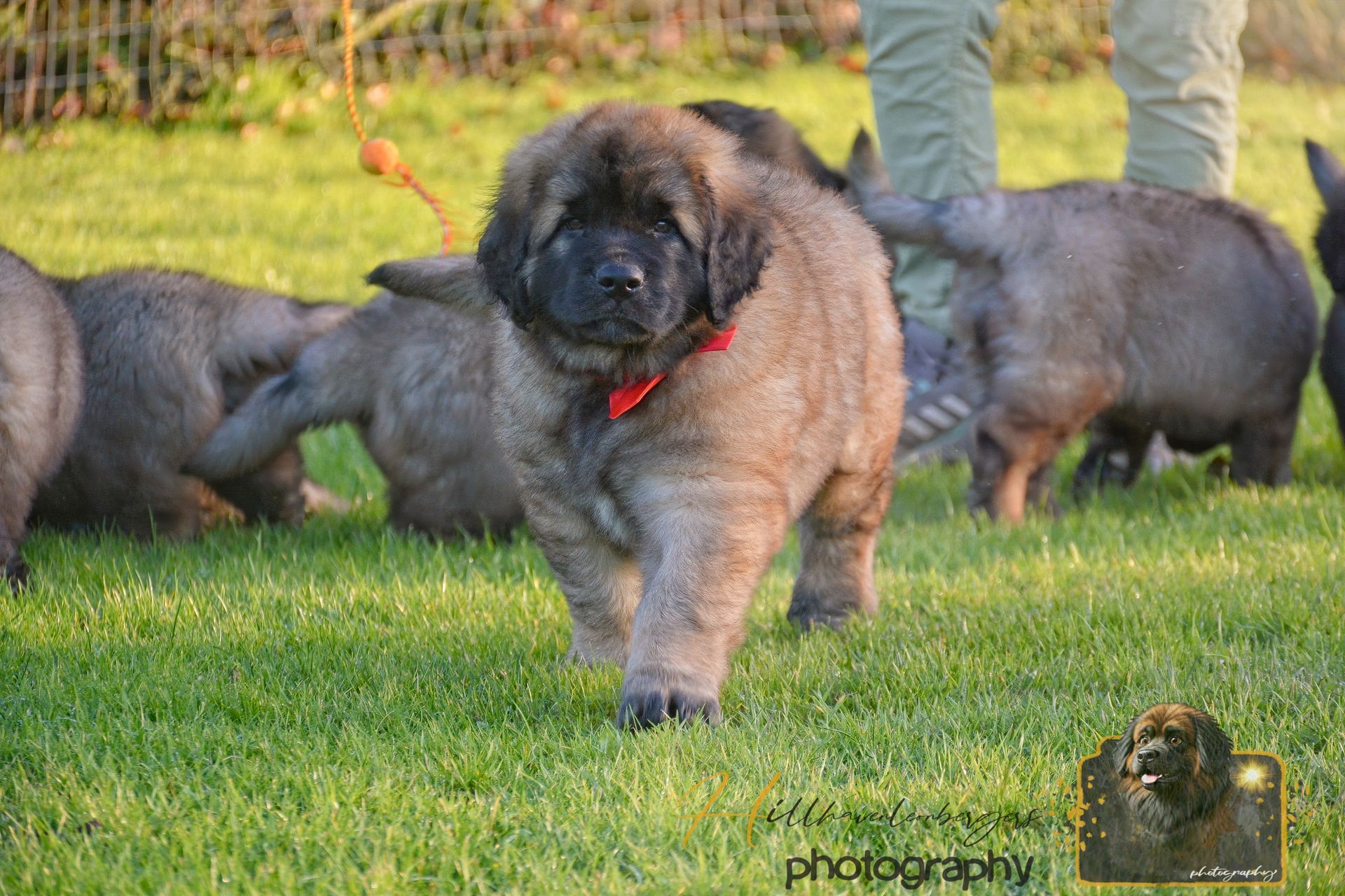 Puppy in red collar walking on grass with two other puppies in the background