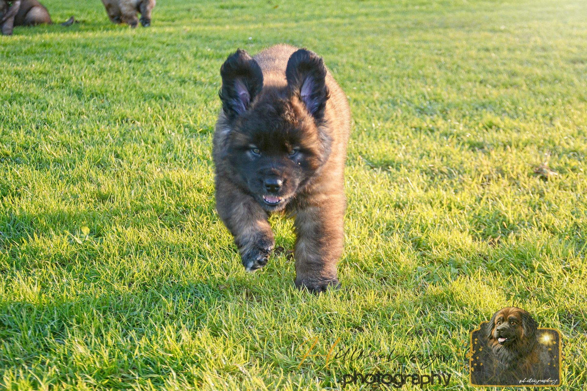 Fluffy black puppy running toward the camera on a sunny grassy field