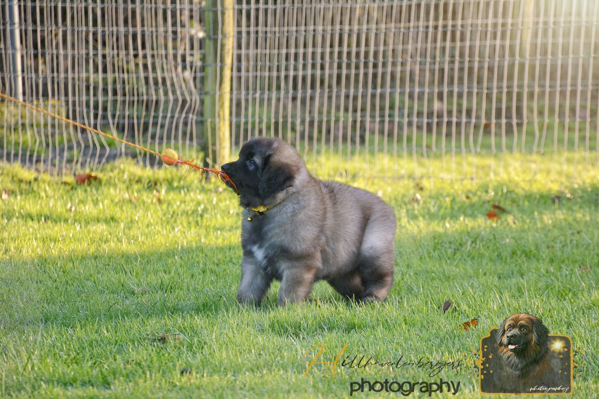 Black dog sitting on green grass by a fence, holding a toy in its mouth.