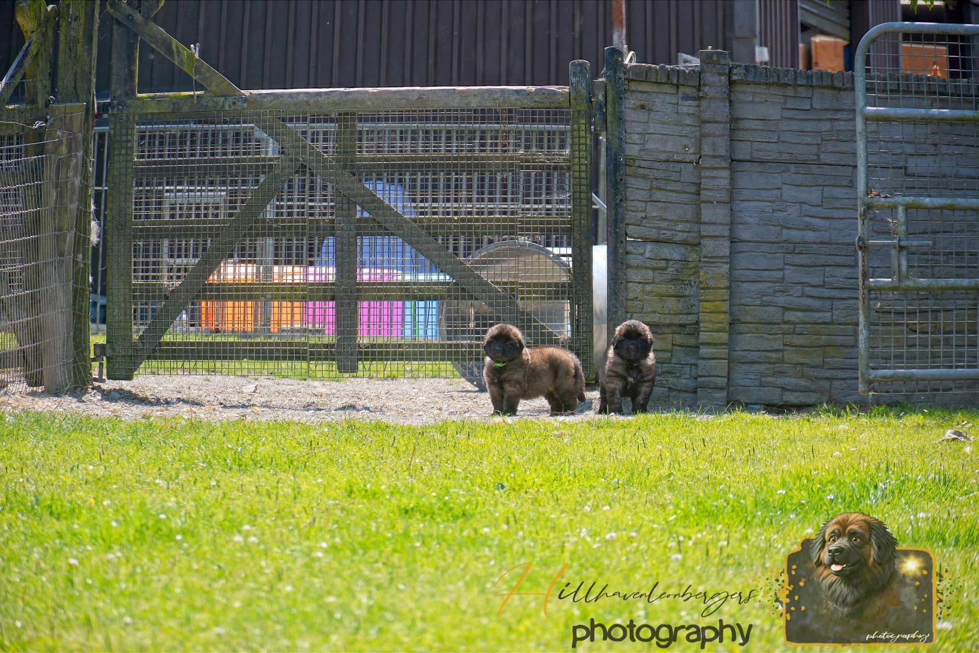 Three small dogs sitting on grass near a fenced gate in bright sunlight