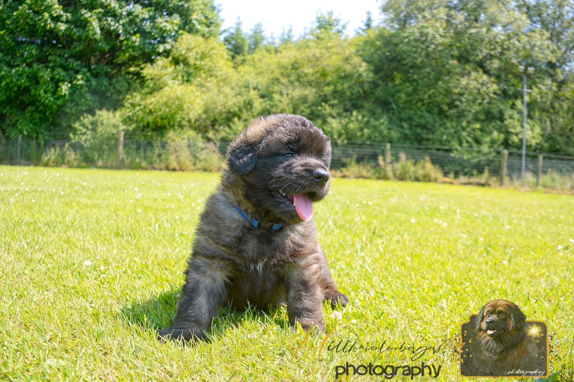 Small black dog sitting in bright green grass with trees in the background