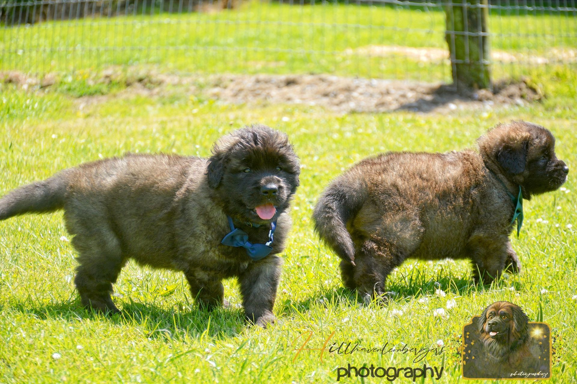 Two small dogs standing on grass, one black with a blue harness and one brown, in a sunny yard