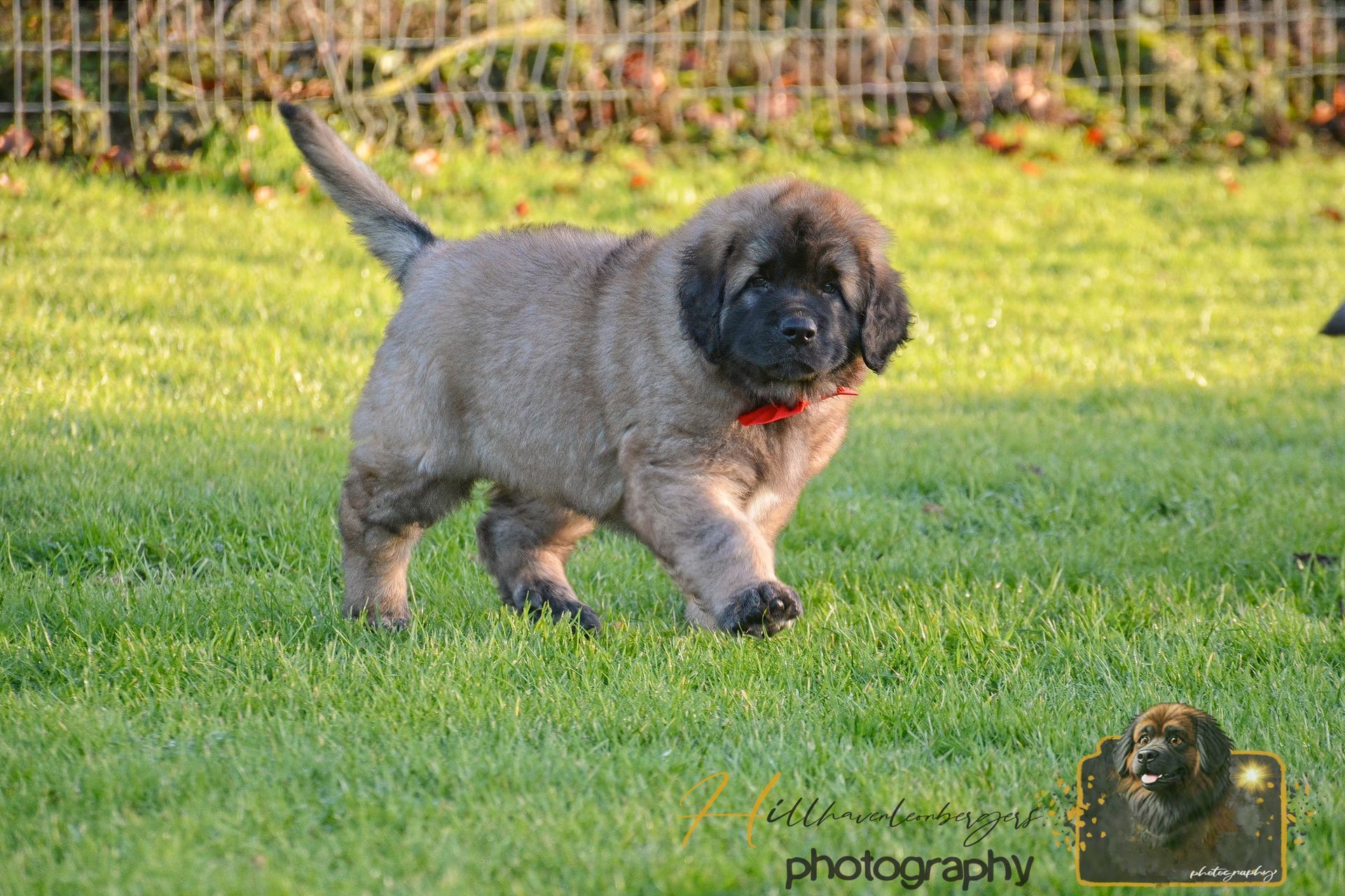 Small fluffy gray-black puppy with a red collar walking on grass outdoors