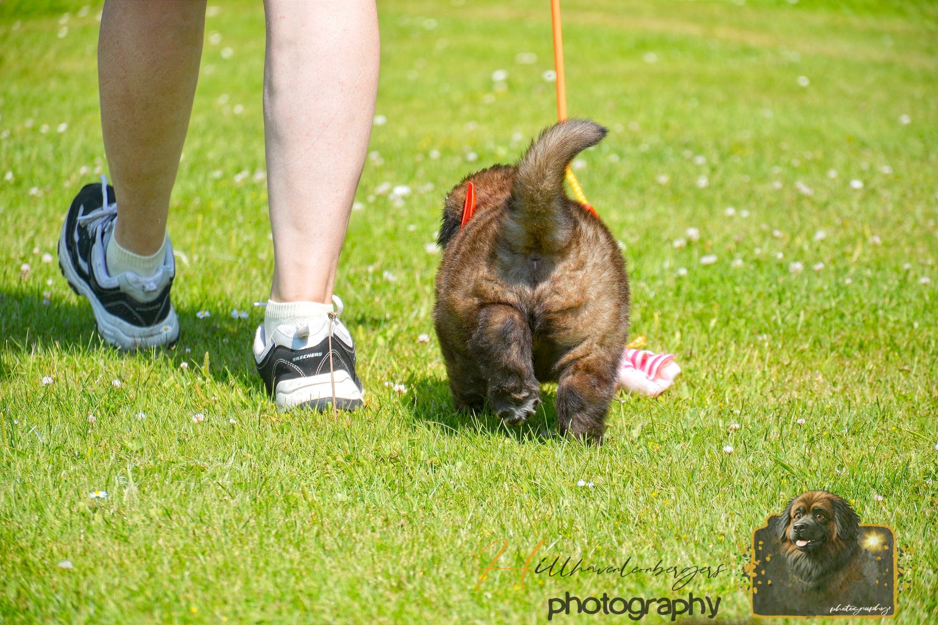 Person walking a brown turkey on grass at a park