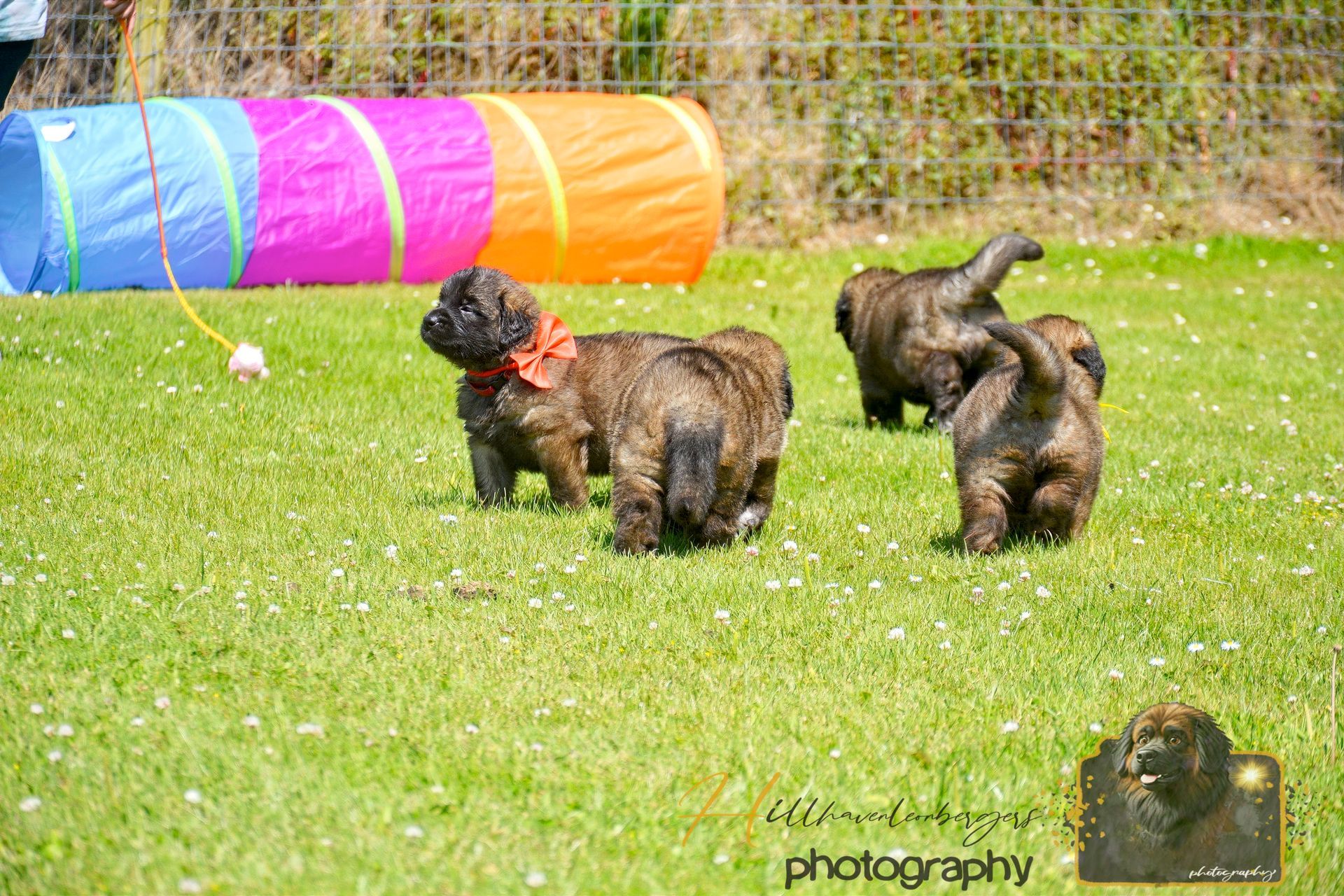 Three small dogs playing on grass near a colorful tunnel in a fenced yard