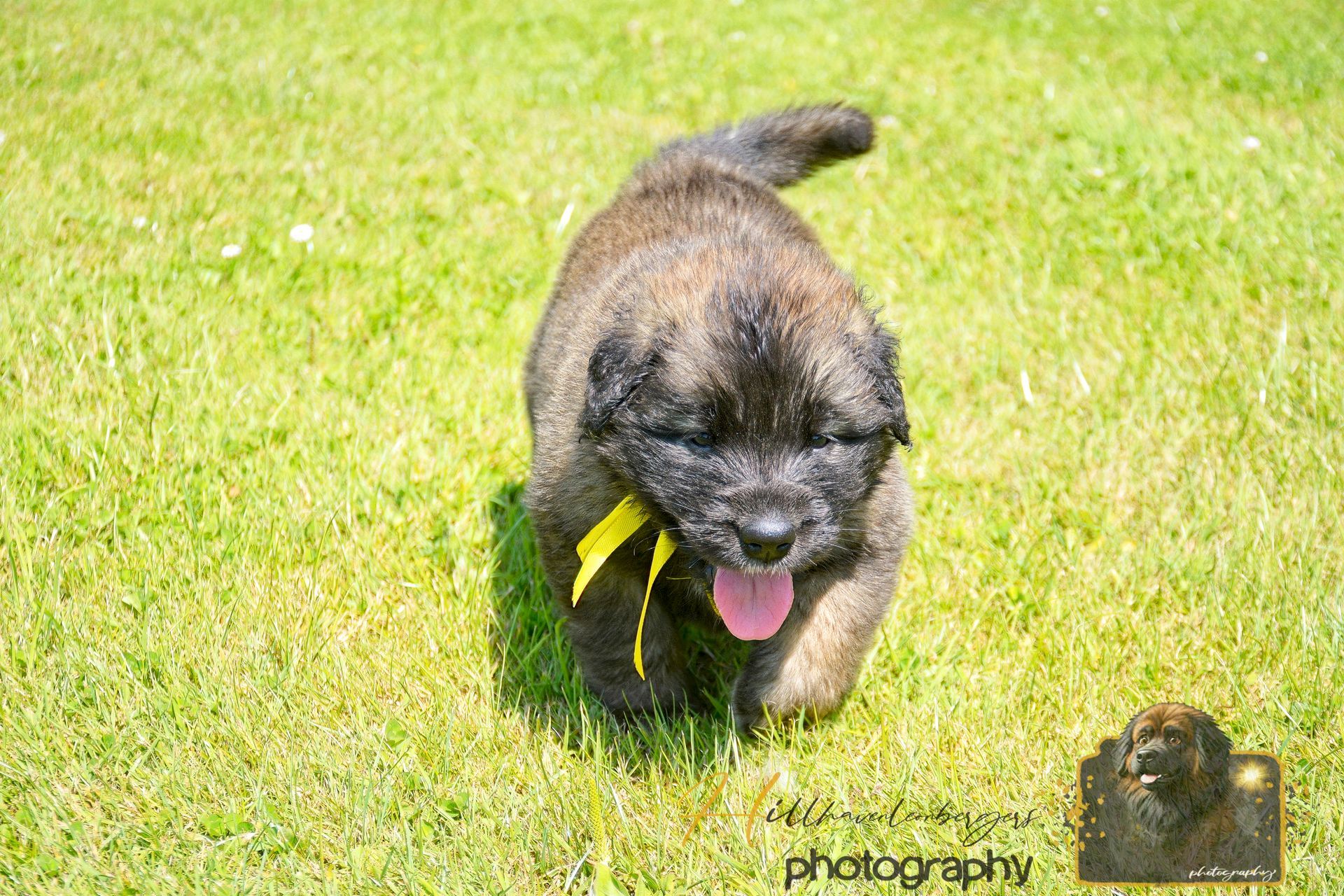 Small black dog running on grass with a yellow leaf in its mouth