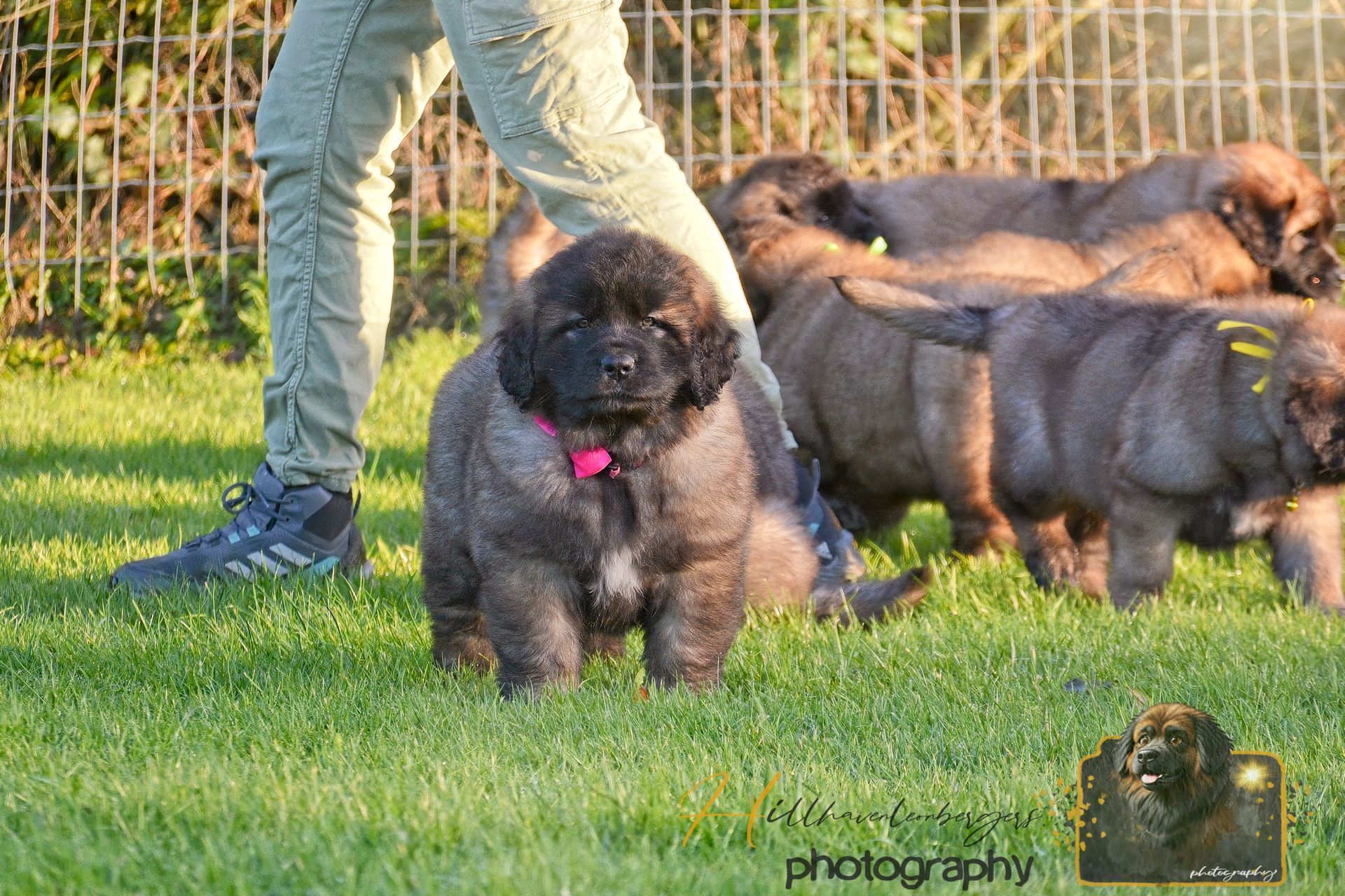 Black fluffy puppy with pink collar sitting on grass near a person and other dogs in a fenced yard