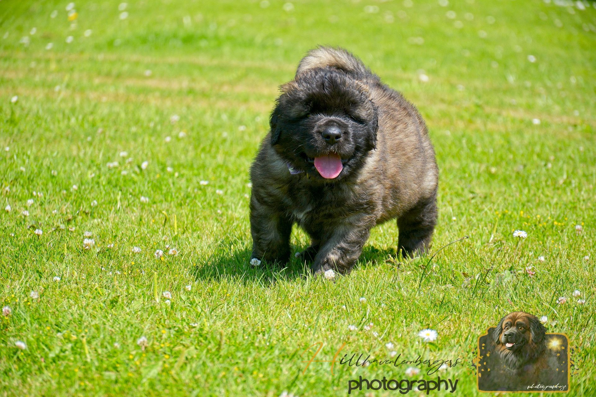 Black dog running through a green grassy field with tongue out