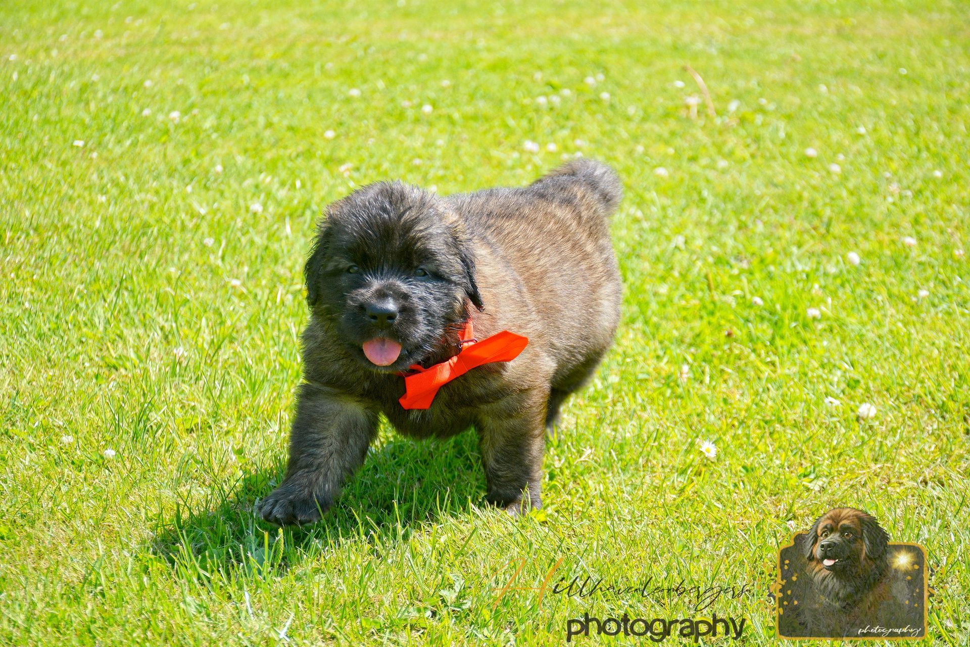 Black dog wearing a red bandana walking on green grass
