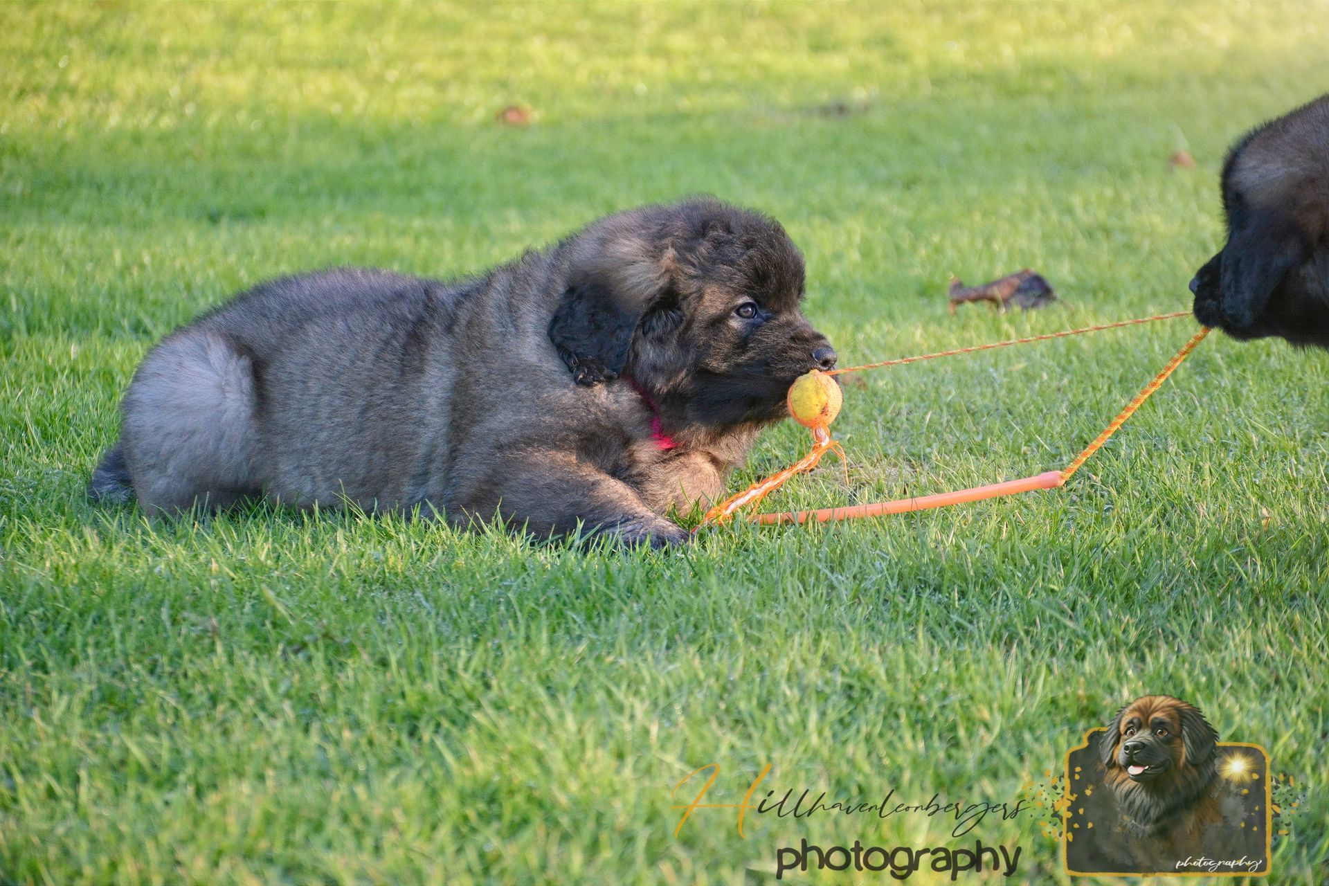 Black puppy lying on grass with an orange rope toy in its mouth