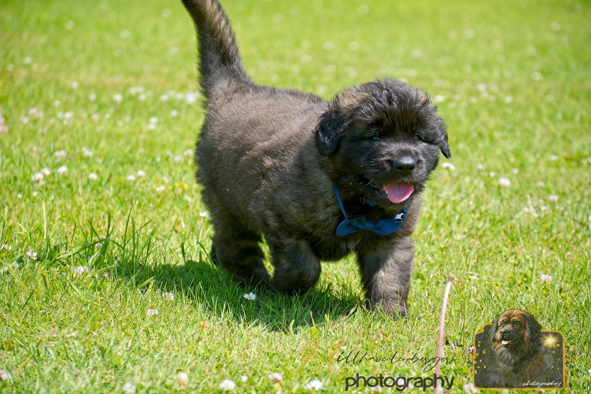 Black curly dog running on green grass with tongue out and a blue collar