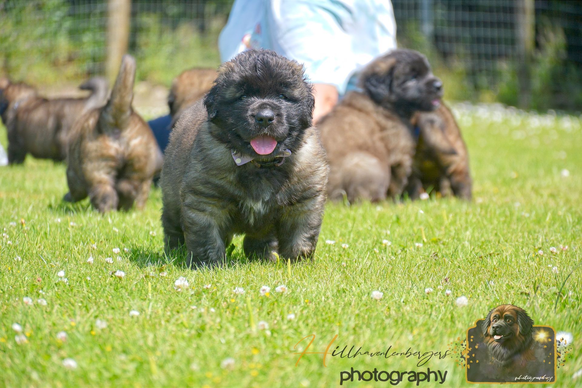 Black puppy running on grass with other puppies blurred in the background