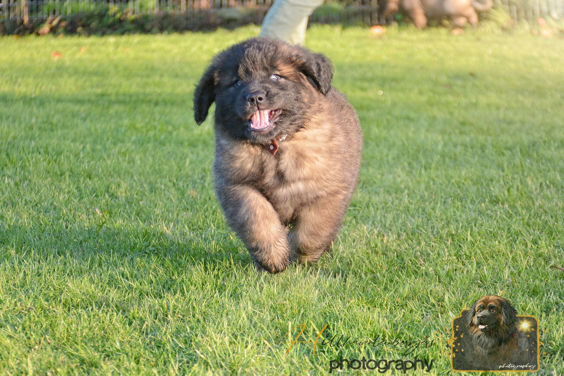 Fluffy black dog running toward the camera across a sunny grassy field