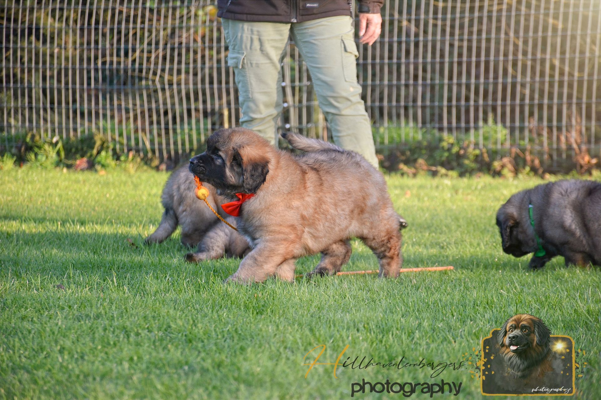 Two fluffy puppies wearing red harnesses play on grass near a fence, with a person standing behind them.
