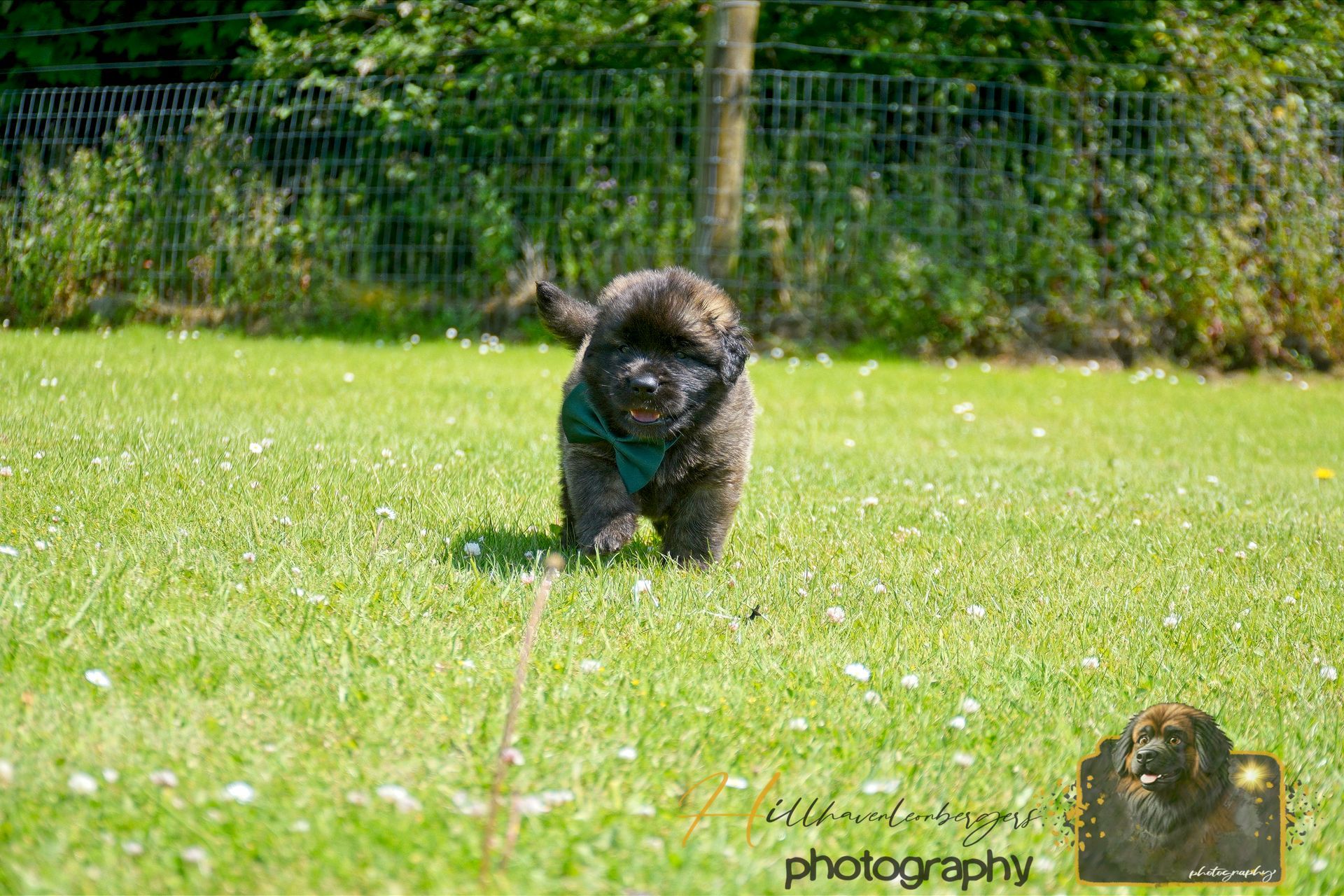 Small black dog wearing a green harness running on grass toward the camera, with a fence in the background