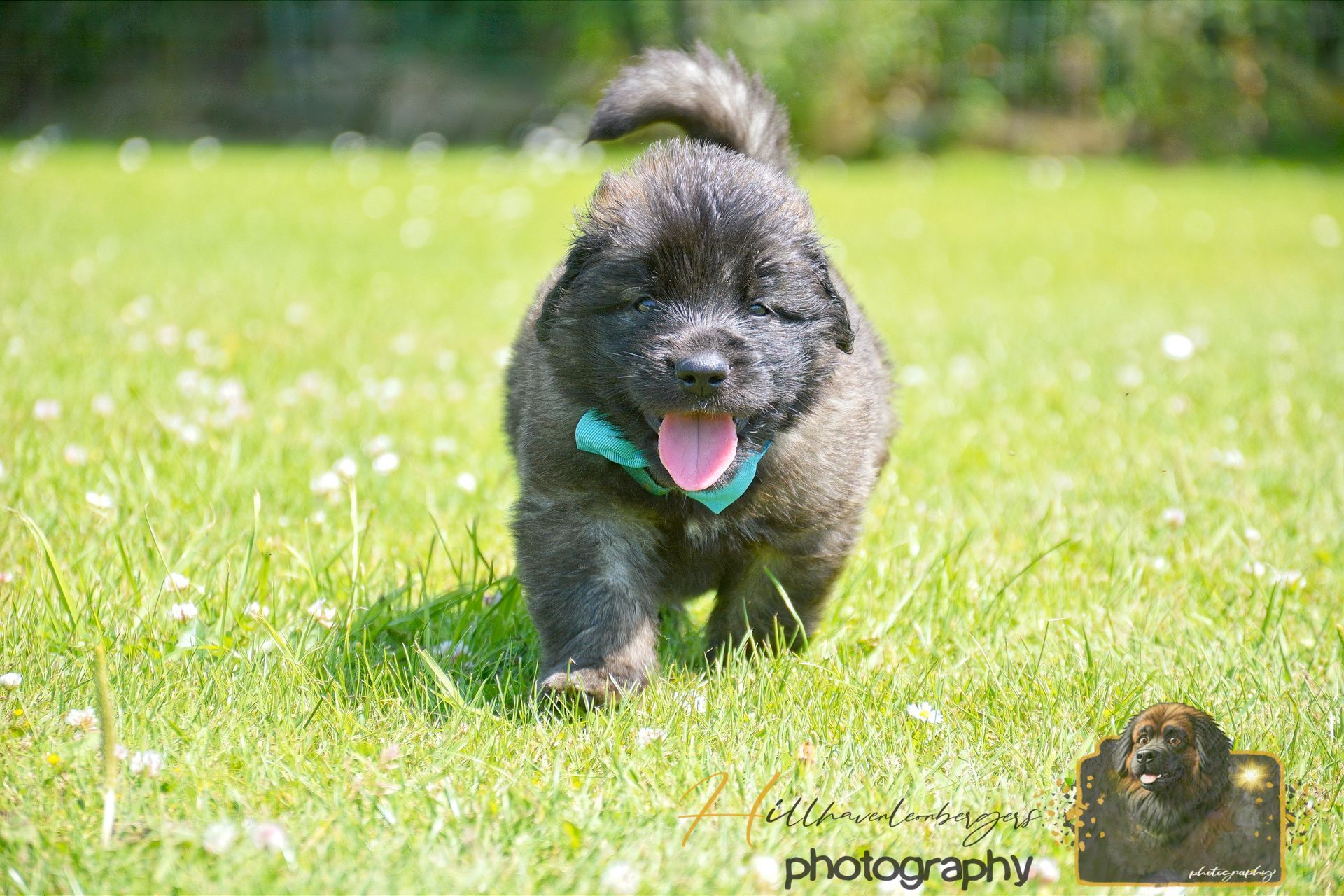 Small fluffy black dog running on grass with a pink tongue out and a teal-and-pink toy in its mouth