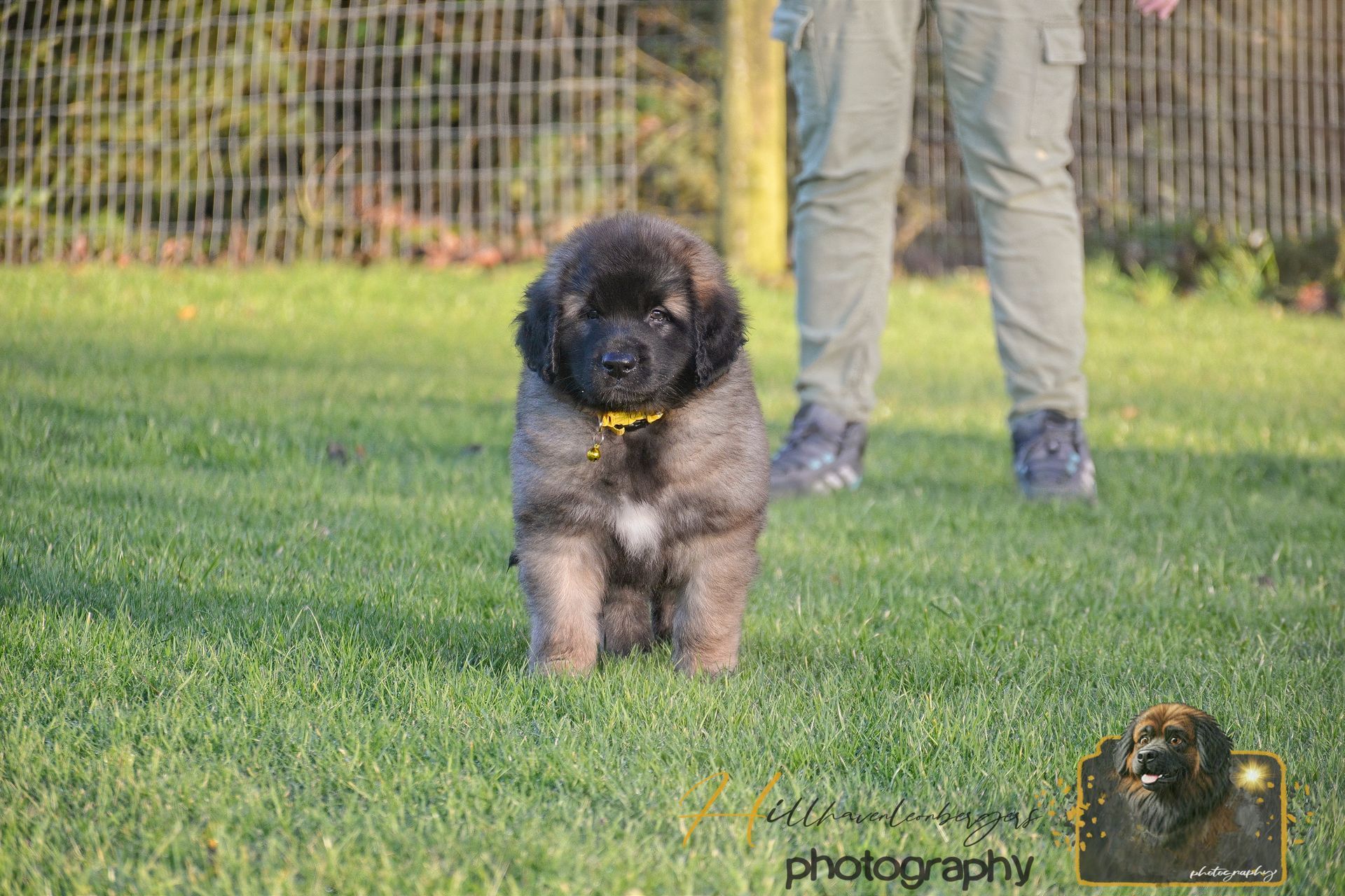 Small black dog standing on grass with a person’s legs visible in the background