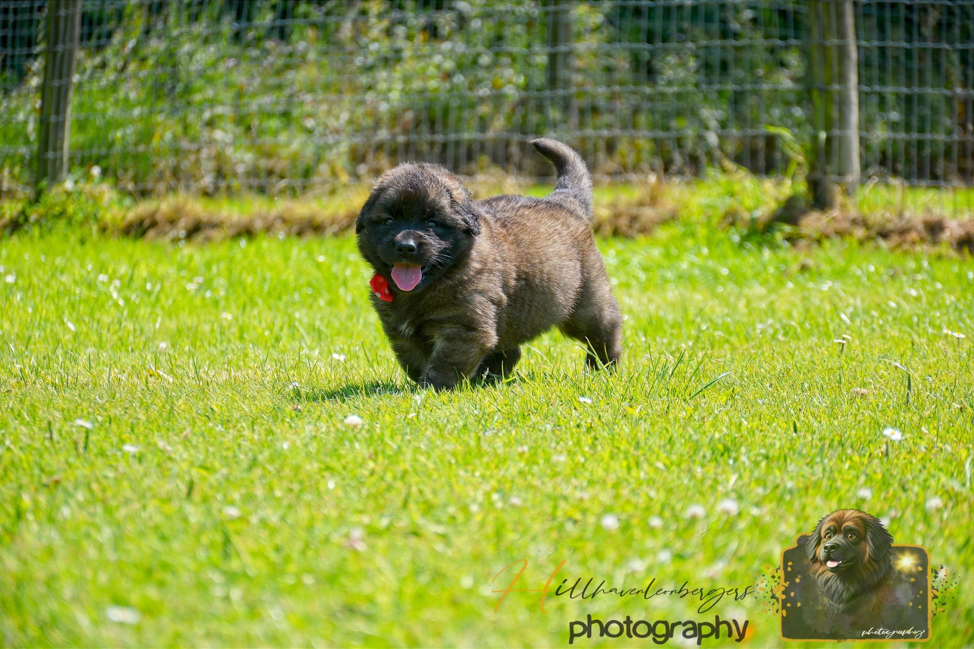 Small curly-haired dog running on green grass with tongue out, in front of a fence.
