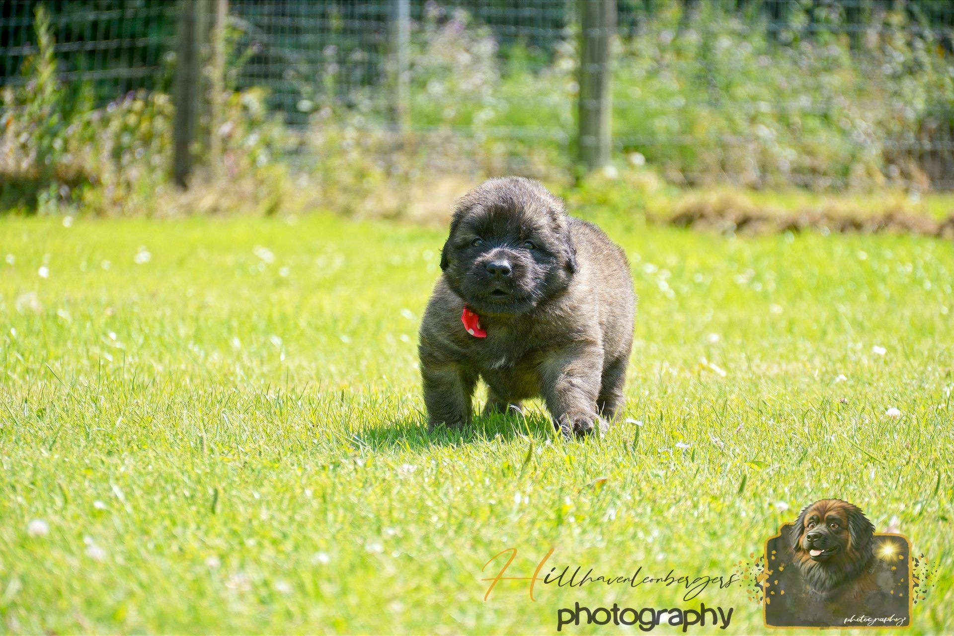 Black curly dog with red collar walking on green grass in a sunny yard