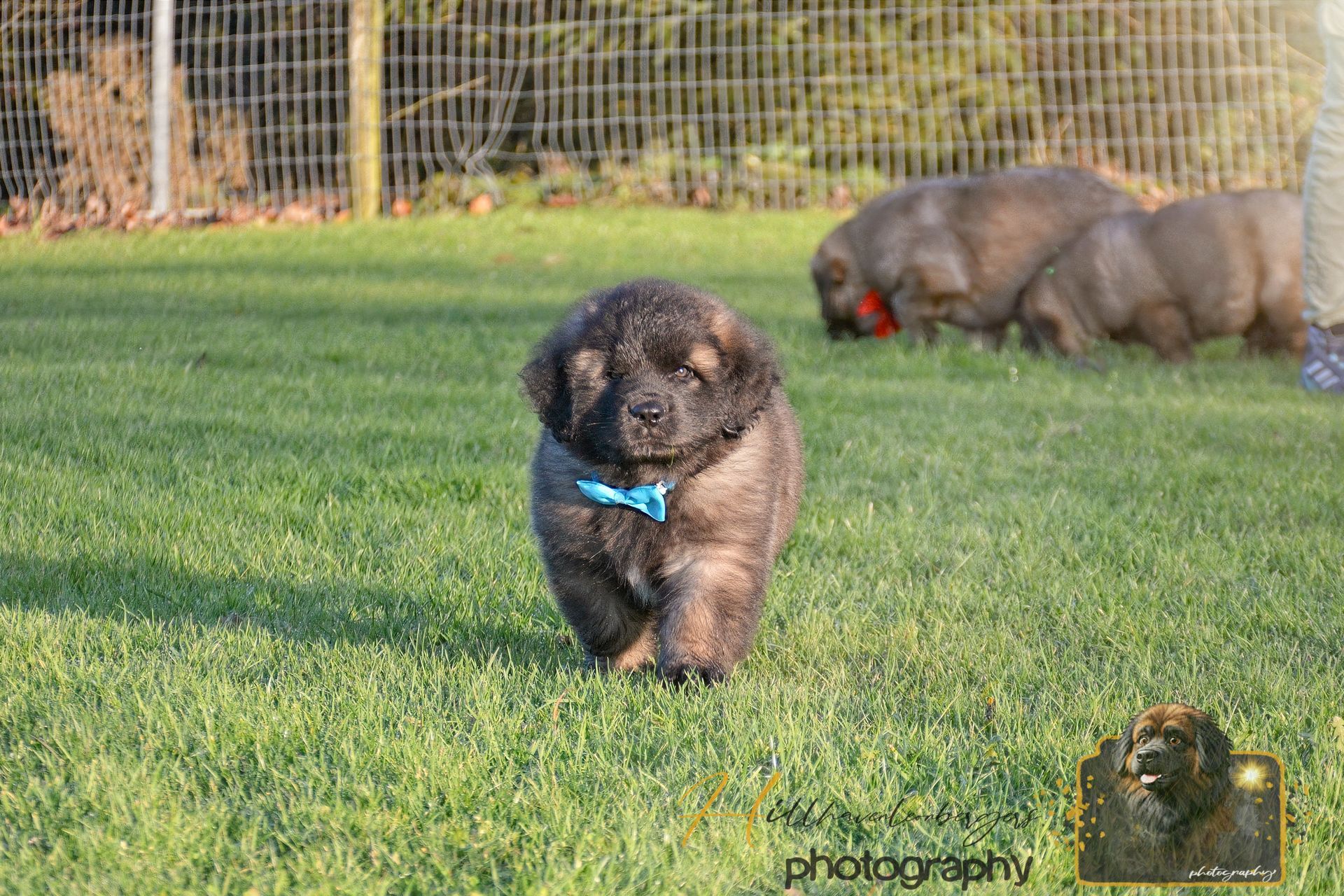 Black dog wearing a blue harness walks on grass while a brown dog sniffs in the background.