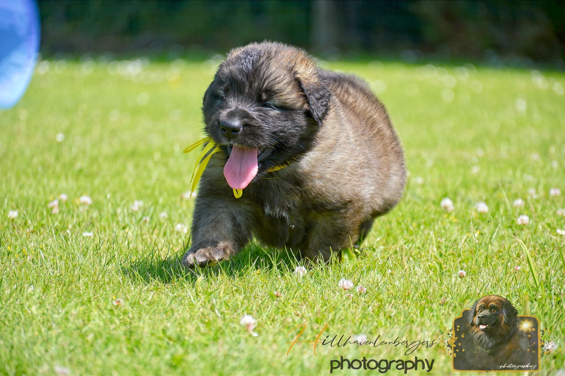 Small fluffy puppy running through green grass with its tongue out