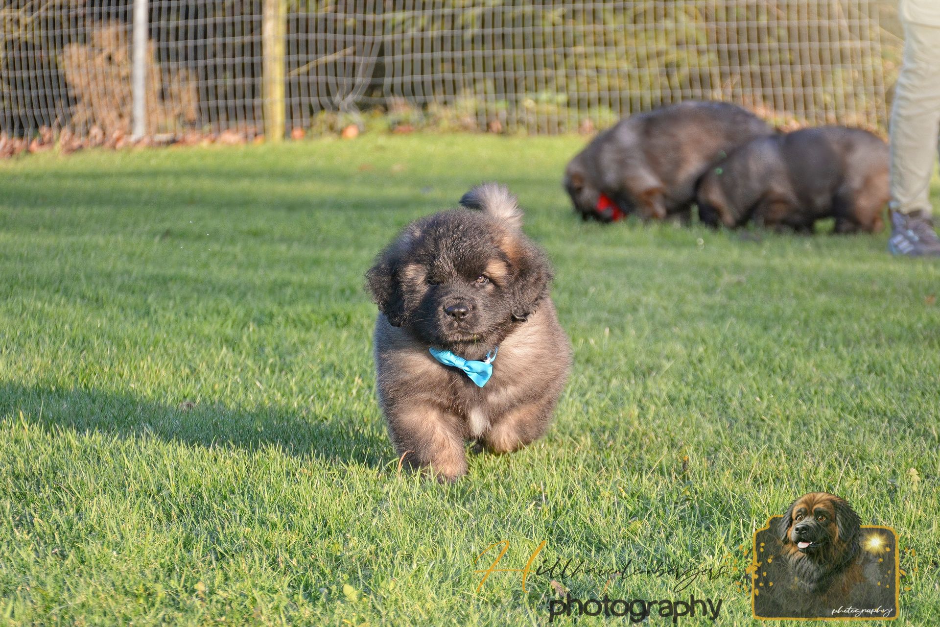 Small black puppy with a blue bandana running on grass, with another dog in the background.