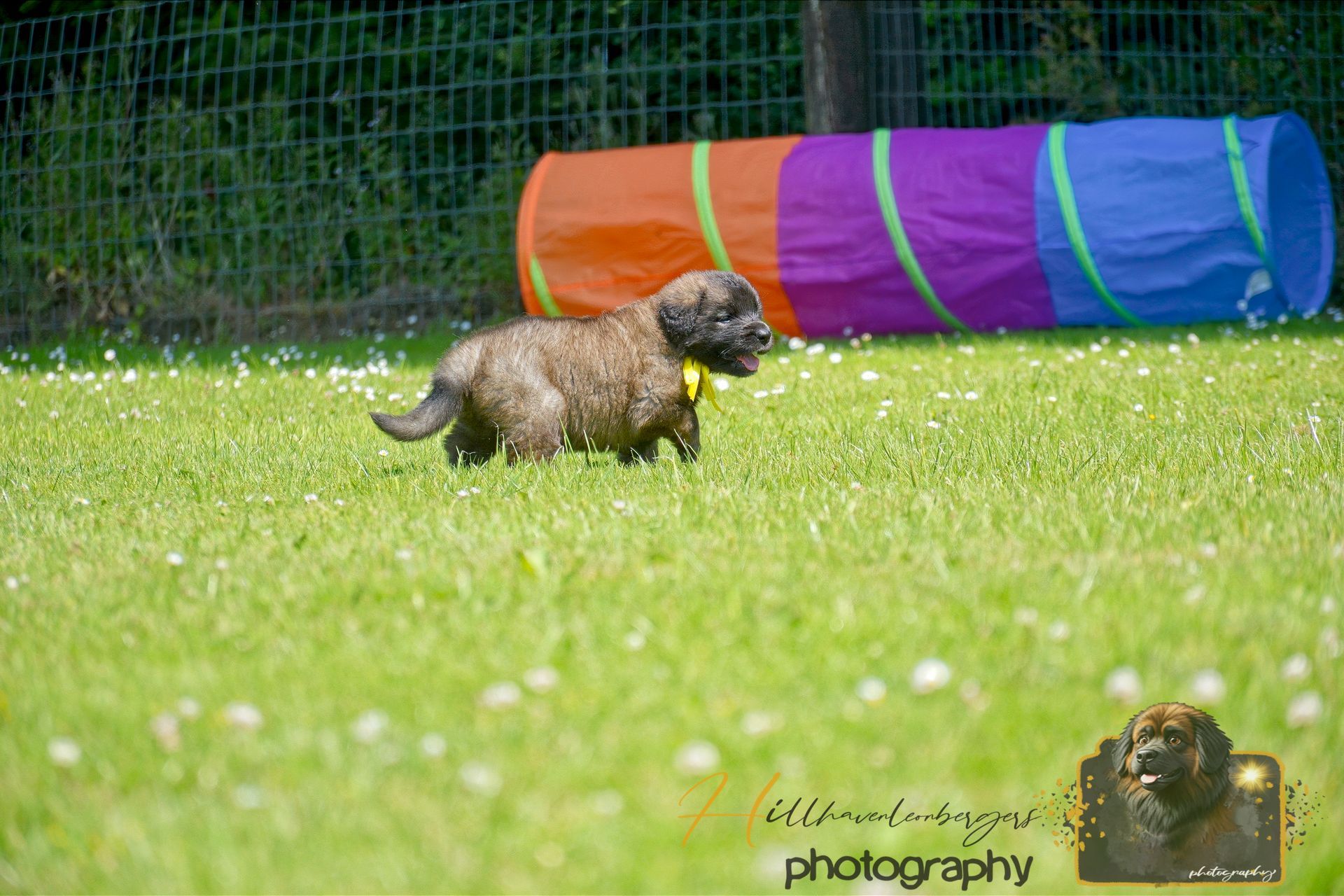 Small brown dog running on grass in front of a colorful tunnel in a fenced yard