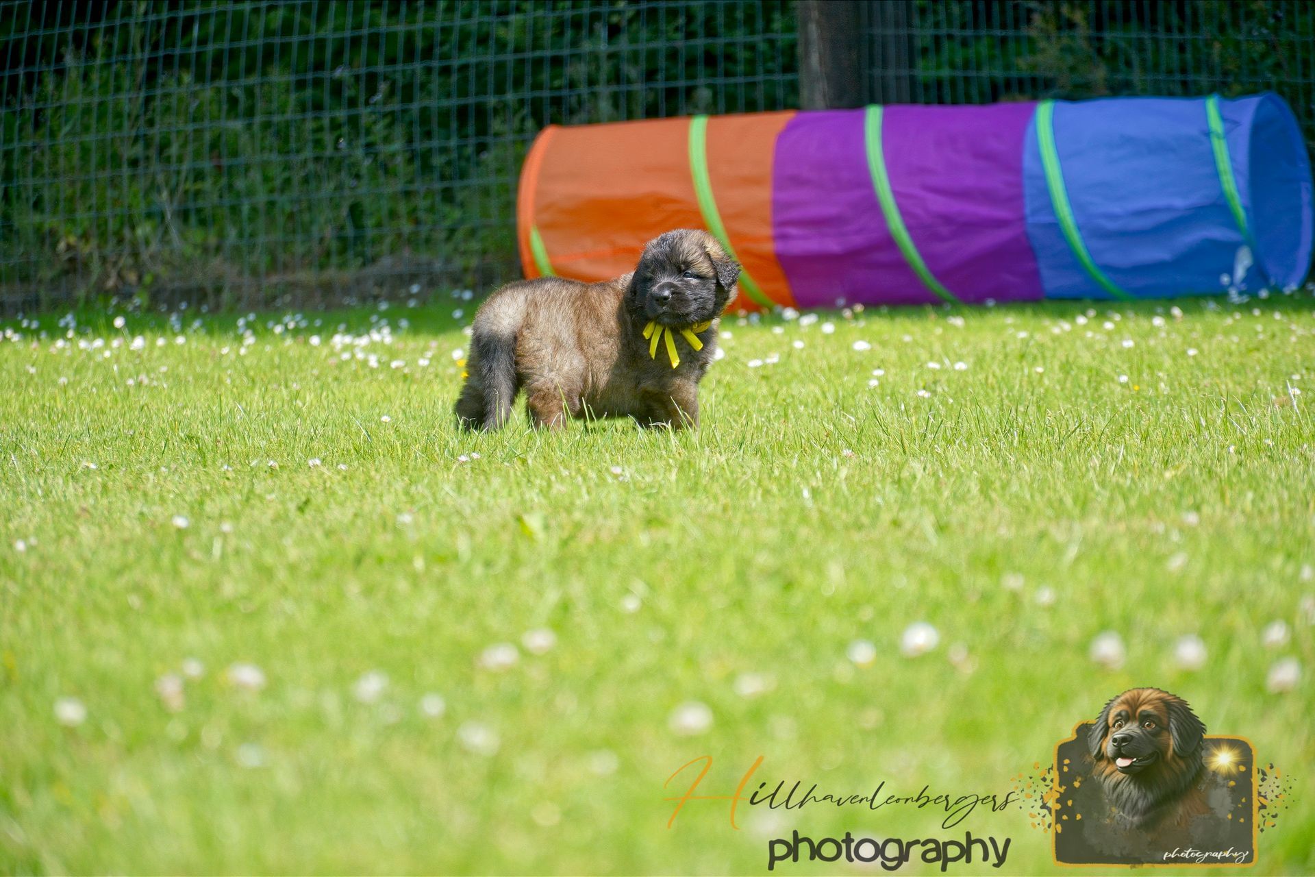 Small brown dog on green grass near a colorful agility tunnel, with a fence in the background