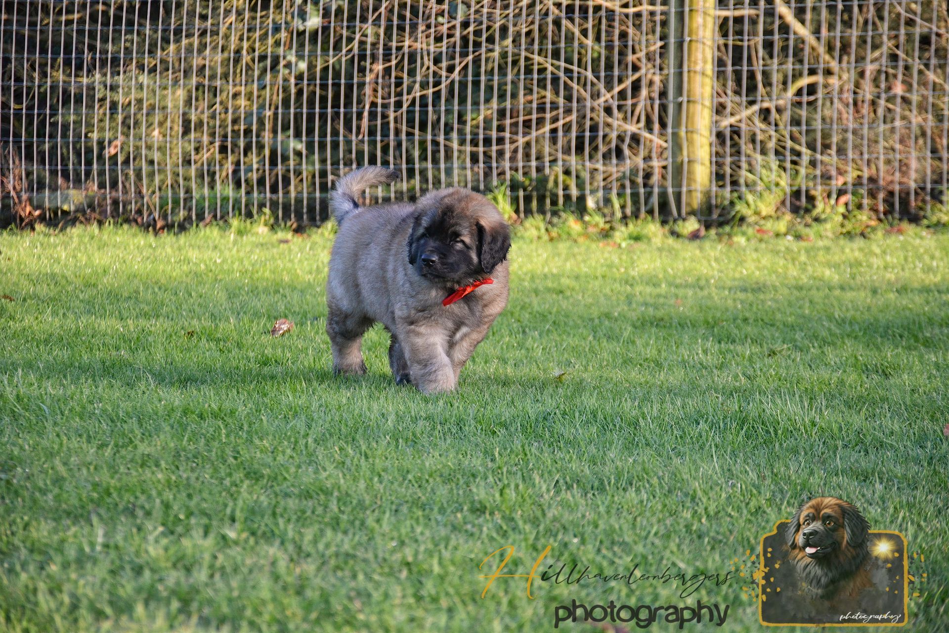 Gray dog with red bandana walking on grass in a fenced yard