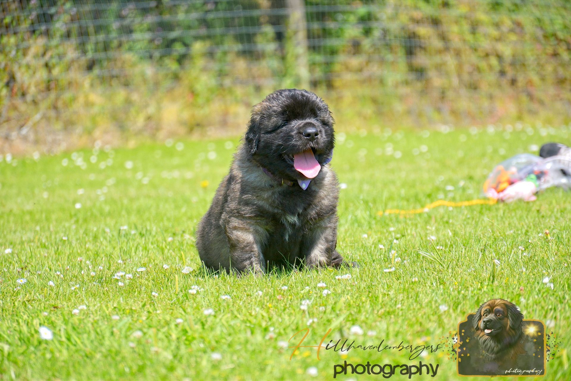 Small black dog sitting on green grass, panting in a sunny yard.