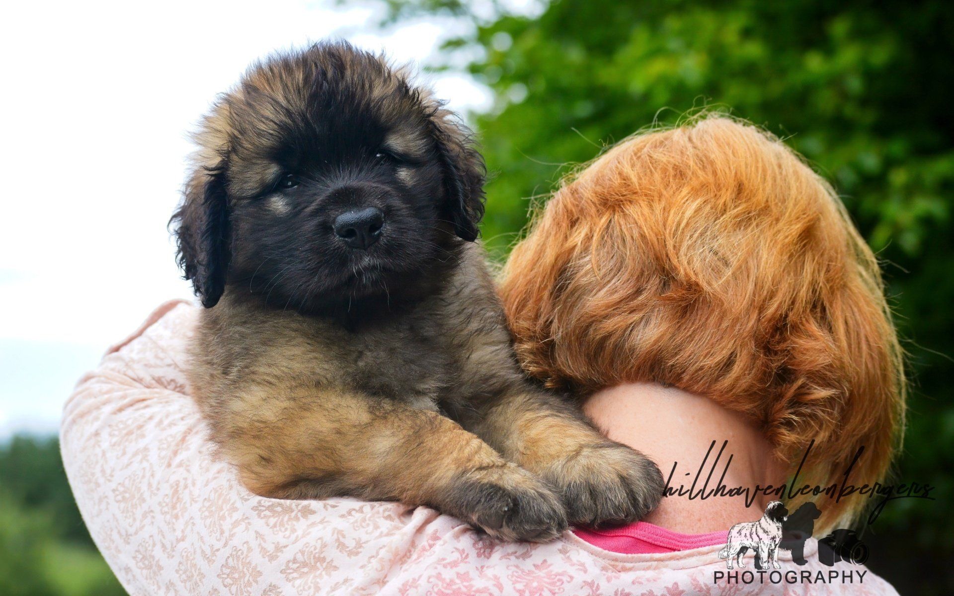 Hillhavenleonbergers leonbergers