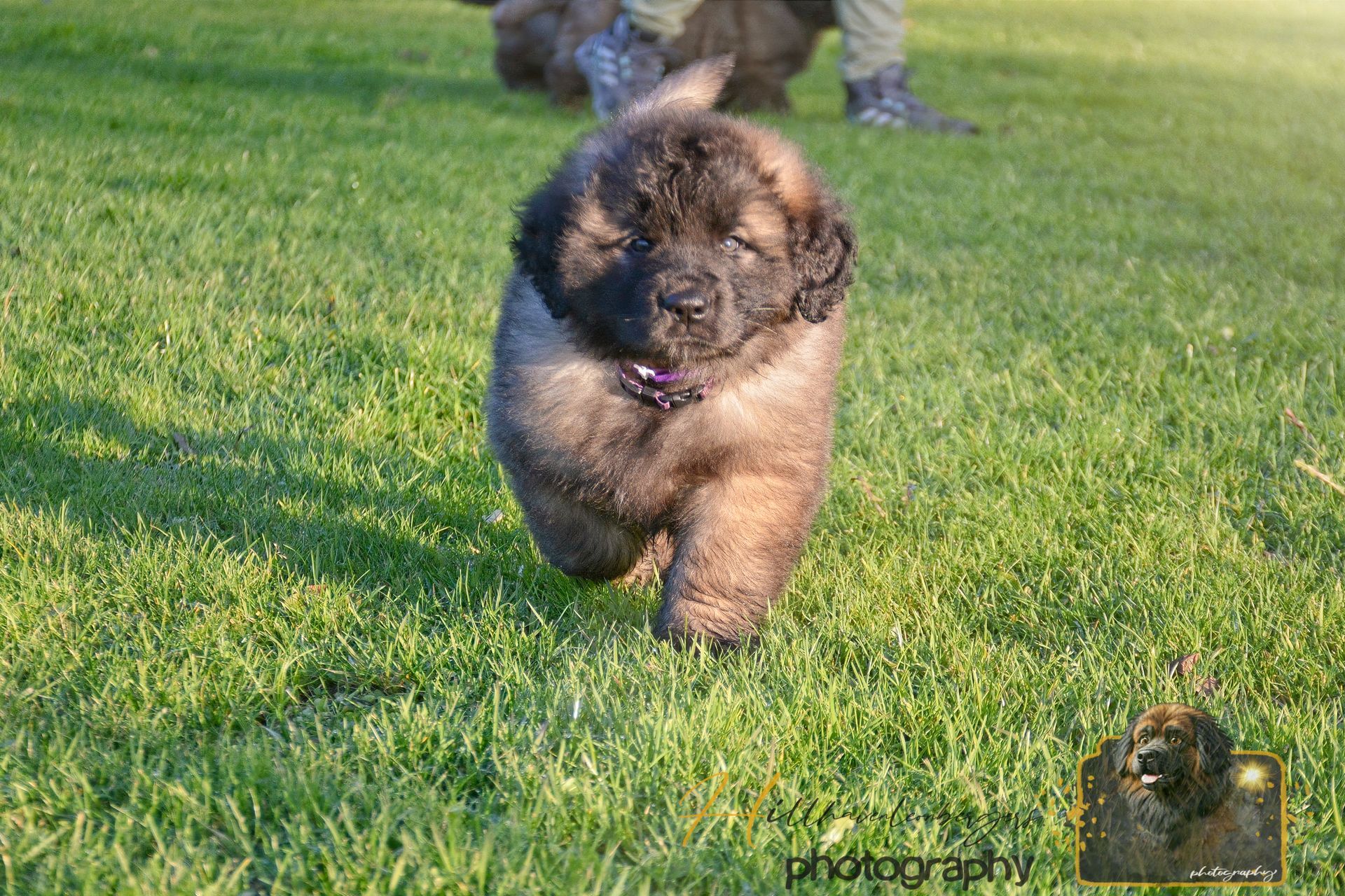 Fluffy black and tan puppy running toward the camera on a grassy lawn